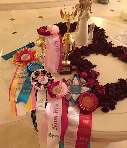 Новый питомец Волочковой уже собрал множество наград Новый питомец Волочковой уже собрал множество наград