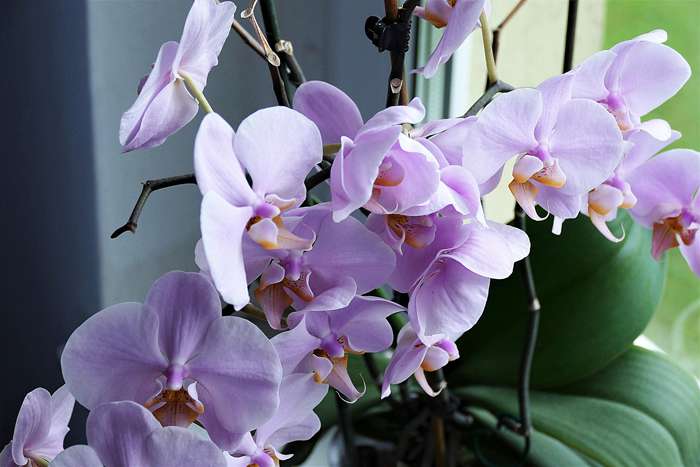 Орхидея защищает энергетику своей хозяйки от негативного влияния окружающих