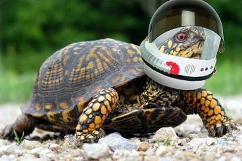 Черепаха в шлеме