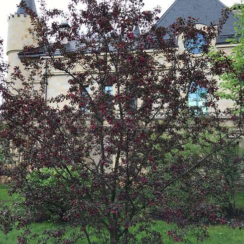 Сад замка в цвету Сад замка в цвету