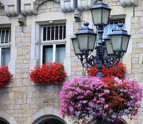 Это растение уже сотни лет популярно в российских деревнях и европейских городах