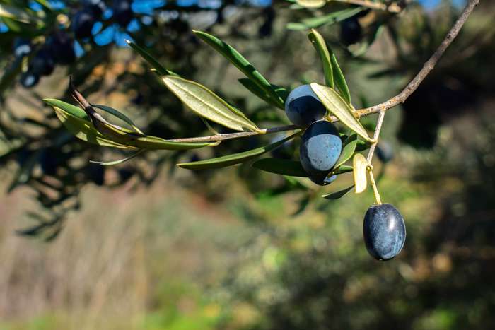 Производство оливкового масла в Средиземноморье имеет давние традиции. Масло станет отличным подарком для ваших близких