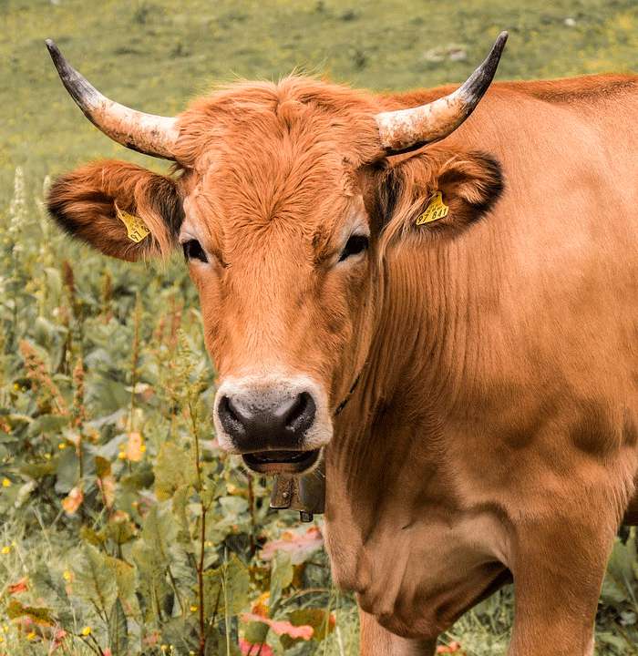 Коровья кожа используется чаще всего Коровья кожа используется чаще всего
