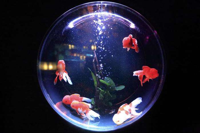 аквариум может стать вашим спасением