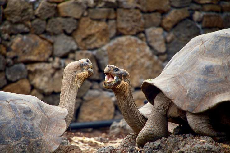 Удивительные галапагосские черепахи живут в Пражском зоопарке