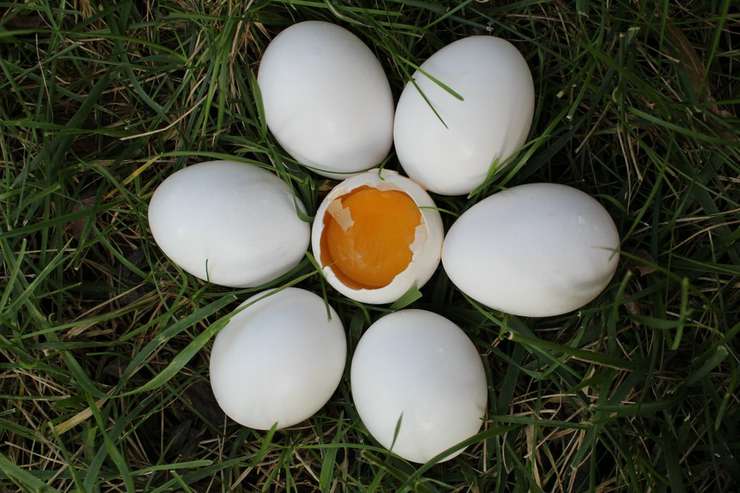 яйца помогут укрепить сетчатку глаза