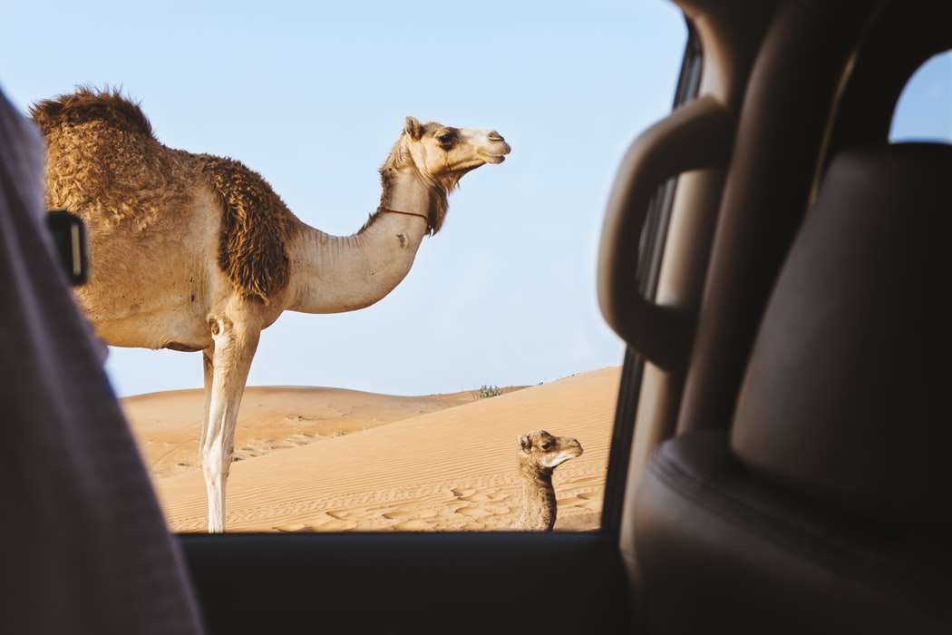 в Эмиратах не стоит спорить с верблюдом на шоссе