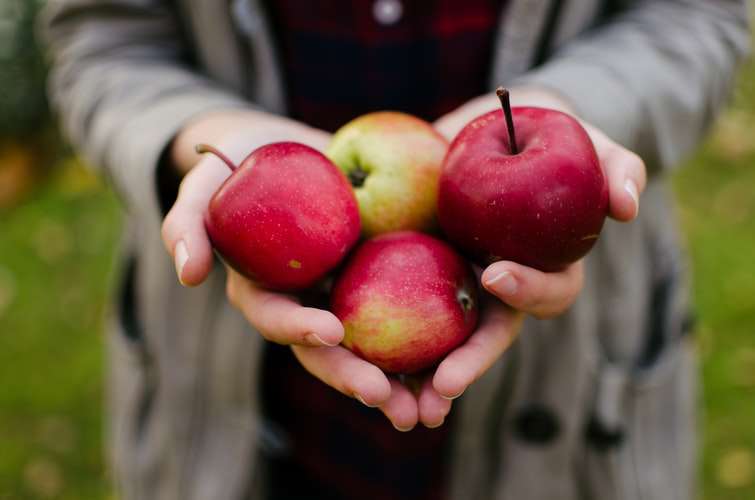 яблоки приходится выбрасывать килограммами
