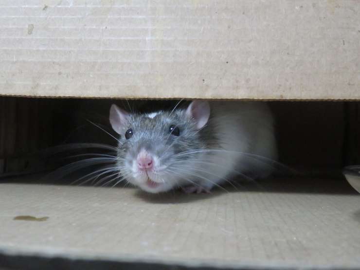крысы и мыши могут свести на нет все ваши усилия в огороде