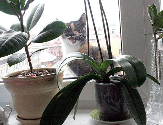 День святого Валентина. Фото автора.