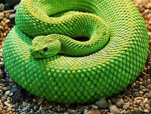 В восточной философии змея - это символ мудрости. Фото: Lori.ru.