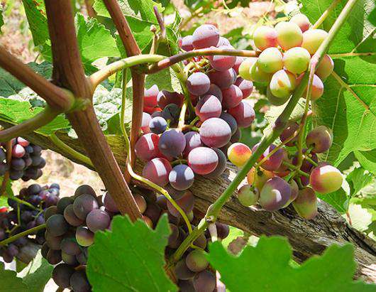 В Таиланде есть вино местного производства. Из самого настоящего винограда. Фото: «Лори».