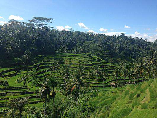 Местные рисовые террасы давно стали визитной карточкой Бали и внесены в Список Всемирного наследия ЮНЕСКО.