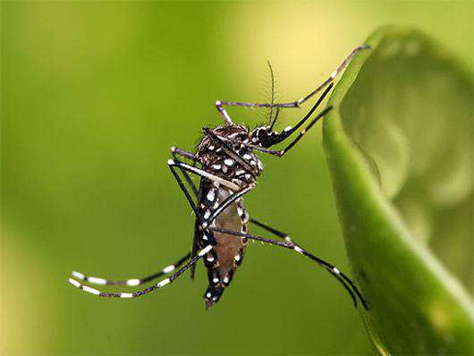 Комар “Aedes Aegypti” - переносчик лихорадки Денге. Фото: ru.wikimedia.org.