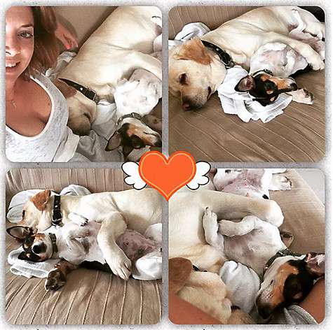 В семействе Жанны Фриске живут собаки разных пород. Фото: Instagram.com/friske_natalia.