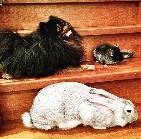 Samoylovaoxana: «Познакомили Наш мини зоопарк, а вот тот крошка, наш новенький питомец, шиншилл. Ps: надеюсь он не вырастет как Монька». Фото: Instagram.com/samoylovaoxana. Samoylovaoxana: «Познакомили Наш мини зоопарк, а вот тот крошка, наш новенький питомец, шиншилл. Ps: надеюсь он не вырастет как Монька». Фото: Instagram.com/samoylovaoxana.