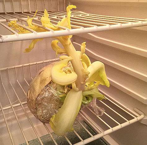 Вернувшись из путешествия, Ольга Шелест обнаружила в своем холодильнике капусту, которая уже пустила корни. Фото: Instagram.com/olgashelest.