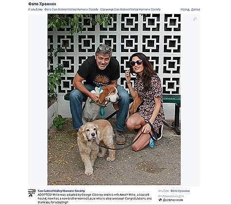 Амаль Аламуддин и Джордж Клуни взяли собаку из приюта. Фото: Facebook.com/San-Gabriel-Valley-Humane-Society.