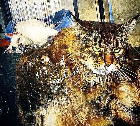 Другой домашний питомец Фомина - кот Бармалей. Фото: материалы пресс-служб.