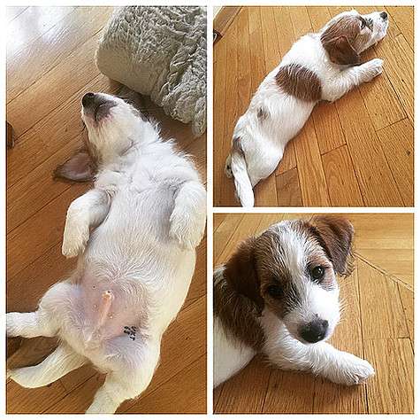Костюшкины уже дали кличку щенку - Олаф «Батон». Фото: Instagram.com/karapylka.