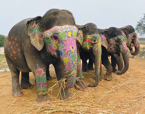 Деревня слонов в Индии. Фото: материалы пресс-служб.