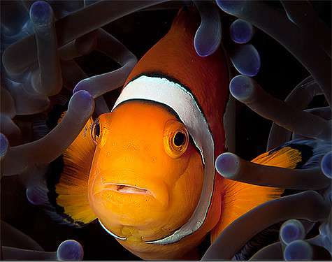 «Красоты подводного мира превзошли все мои самые смелые ожидания». Фото: Дмитрий Виноградов.