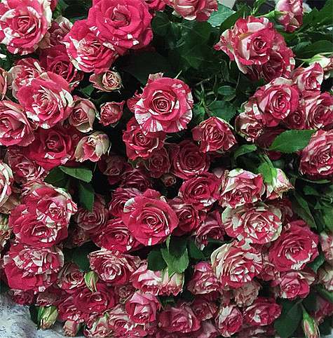 Гарик Харламов подарил Кристине Асмус огромный букет ее любимых кустовых роз. Фото: Instagram.com/asmuskristina.