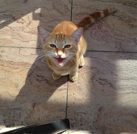 Кошка Николая Баскова. Фото: Twitter.com. Кошка Николая Баскова. Фото: Twitter.com.