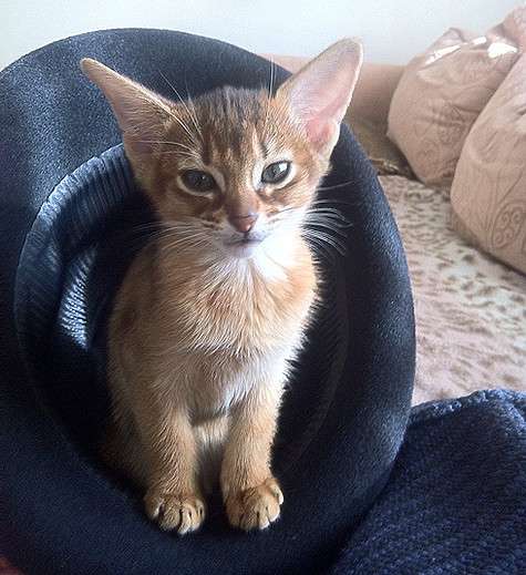 Елена Воробей завела кота абиссинской породы. Фото: личный архив.