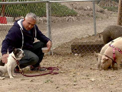 Цезарь Миллан защищает свои методы работы с животными