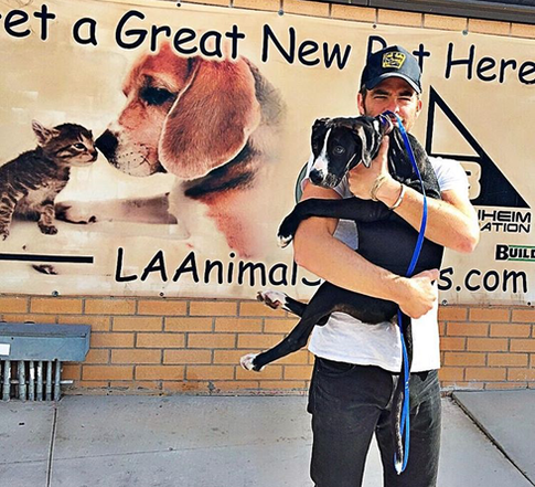 Собачья радость: звездные питомцы из приютов