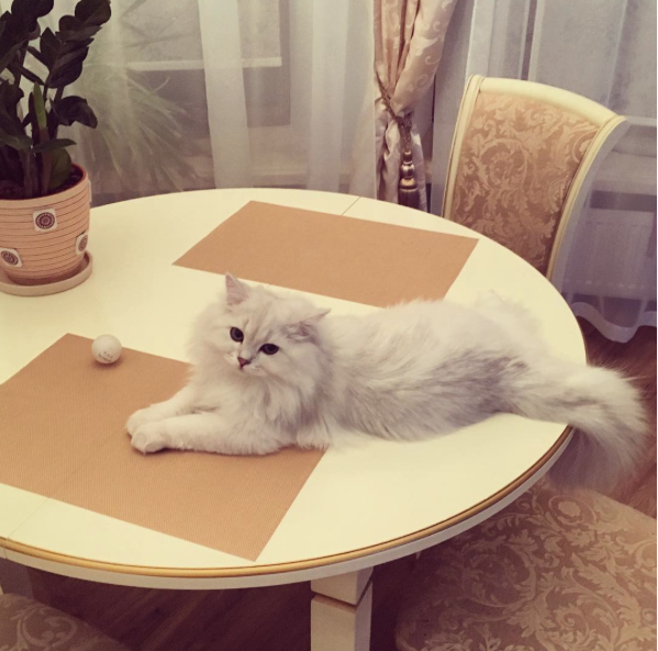 Белоснежный котенок по прозвищу Лакки - родственник умершего любимца семьи, кота Гуччи