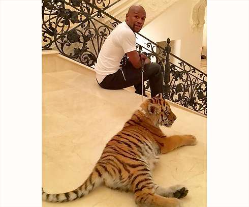 В Москве боксеру Флойду Мэйвезеру подарили двухмесячную тигрицу