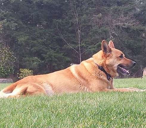 Бельгийская овчарка Сальмы Хайек по кличке Моцарт была убита соседом актрисы