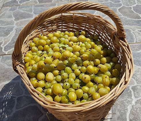 Готовим джем из крыжовника