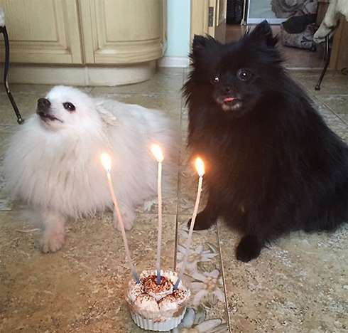У собаки Макеевой сегодня день рождения