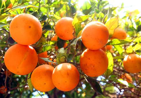Апельсины в Марокко - одни из самых сладких