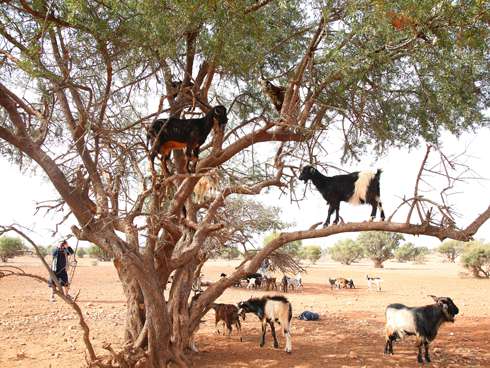 Козы на деревьях - это не миф Козы на деревьях - это не миф