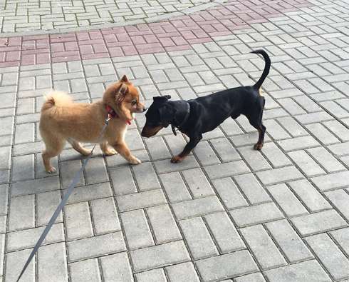 Зое уже больше пяти лет