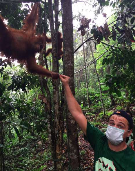 Леонардо Ди Каприо побывал в реабилитационном центре для спасенных орангутангов Суматры
