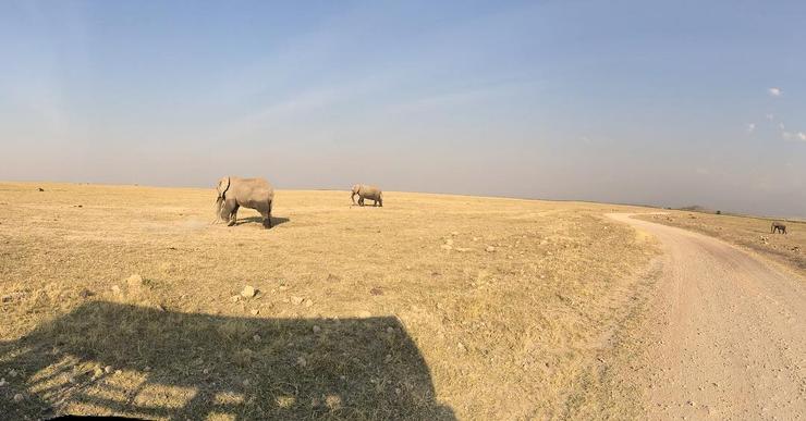 Национальный парк Амбосели в Кении известен большой популяцией слонов
