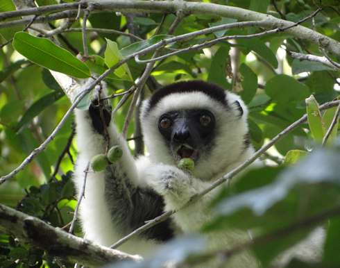 Кормление лемуров прошло на ура