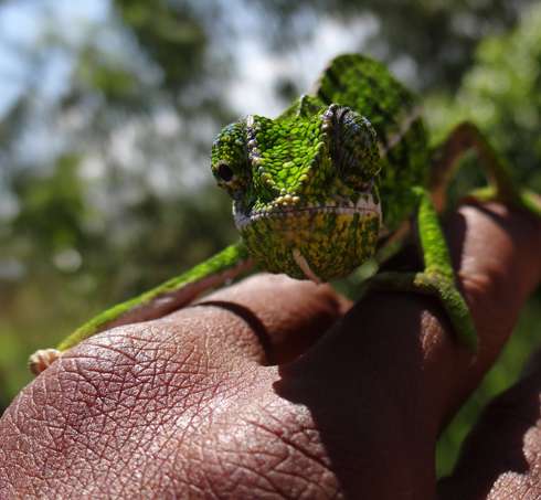 Обитатели местной фауны оказались вполне дружелюбны