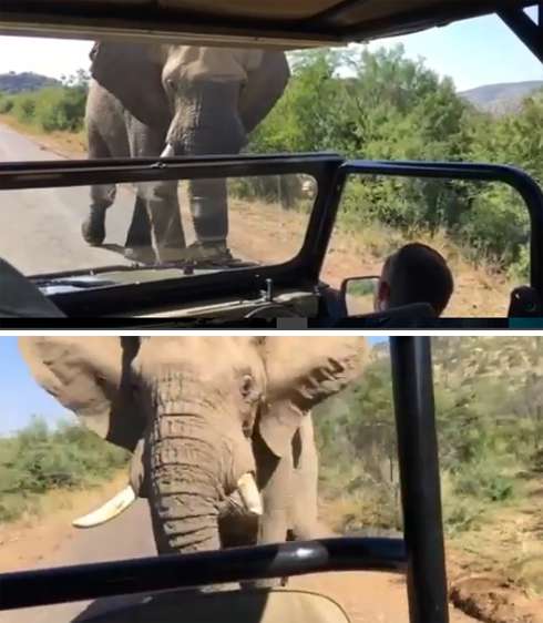 На Арнольда Шварценеггера напал слон