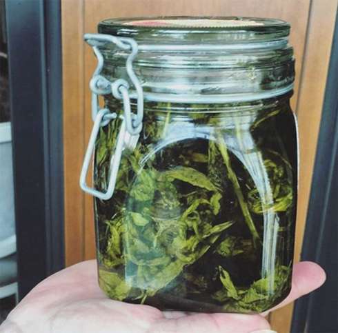 Певице понравился рецепт варенья из мяты Певице понравился рецепт варенья из мяты