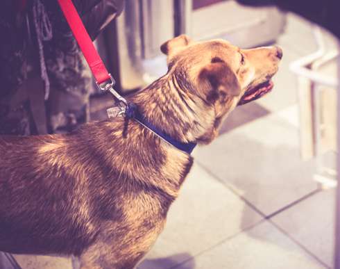 Собака по кличке Ириска нашла новую семью в Челябинске