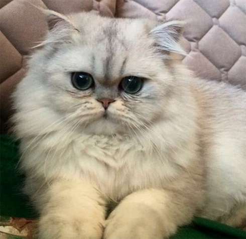 Балерина рассказала подписчикам, что ищет нового питомца