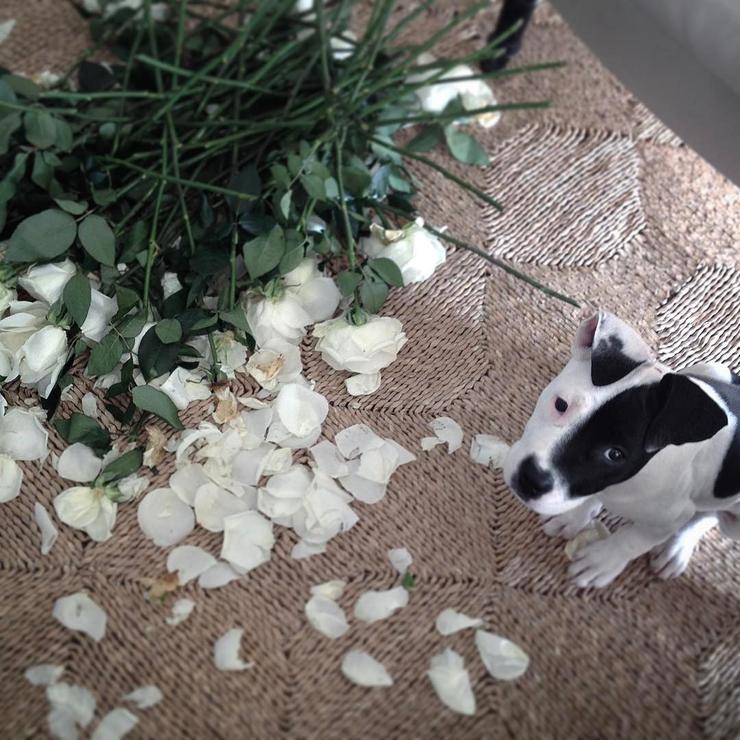 Собака звездной пары Софи съела праздничный букет роз