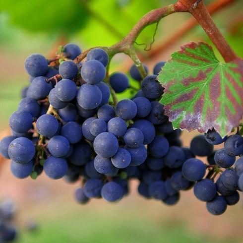 Виноград обладает массой витаминов