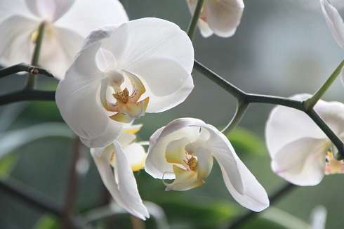 Фаленопсис радует разнообразием цветов и оттенков